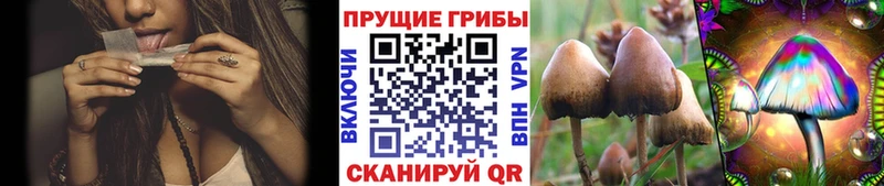 Купить закладки  Красноярск  Псилоцибиновые грибы Cubensis 